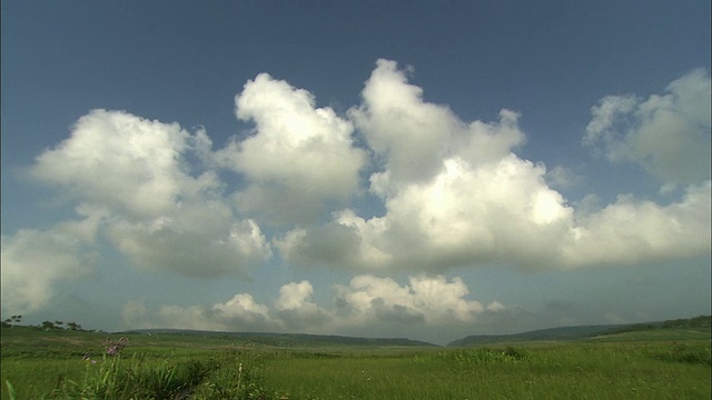 北海道的乌留沼湿地视频素材