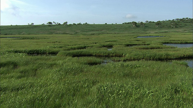 北海道的乌留沼湿地视频素材