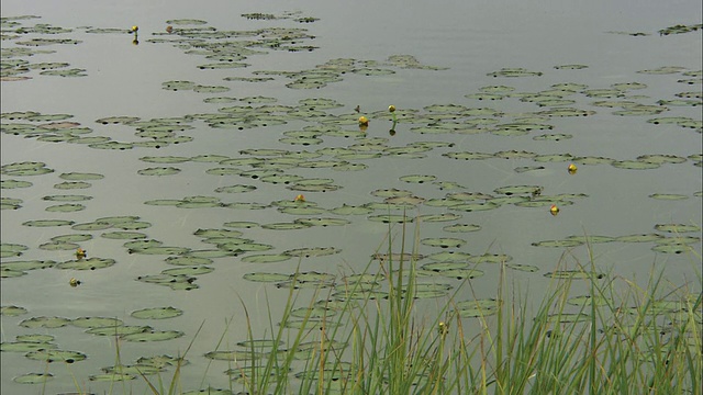 北海道的乌留沼湿地视频素材