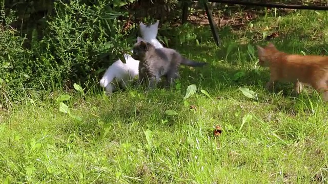 可爱的户外虎斑猫视频素材