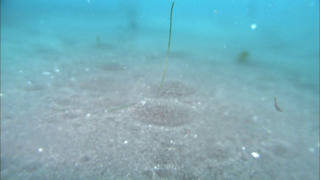 北海道利尻岛海底的泉水视频素材