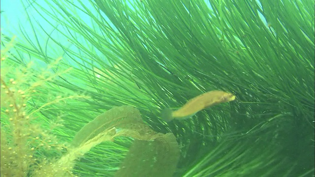 Hanajirogaji (Opisthocentrus tenius)在利尻岛海中的海草中游泳视频素材