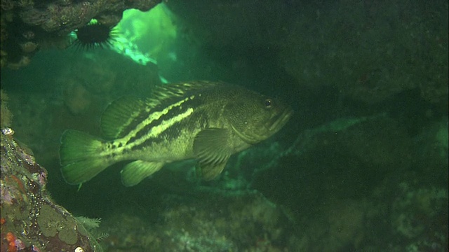 北海道利尻岛一种叫Shimasoi (Sebastes trivittatus Hilgendorf)的鱼视频素材