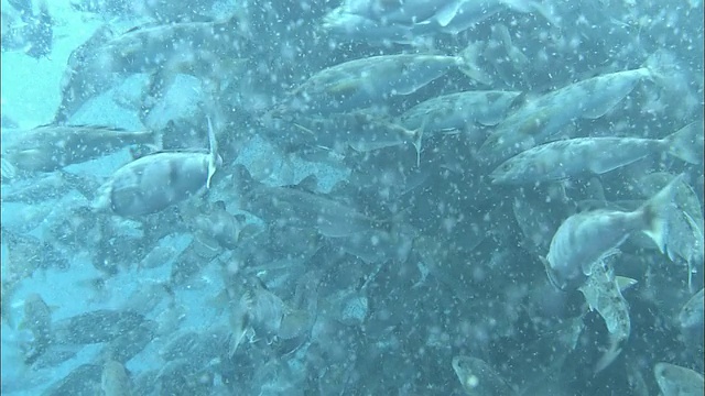 北海道理尻岛的Hokke和浮游动物视频素材