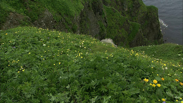 北海道礼文岛海岸悬崖上的夏日鲜花视频素材