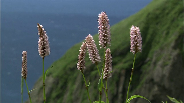 在北海道Rebun岛的Ibukitoraono-o (Persicaria bistorta)视频素材