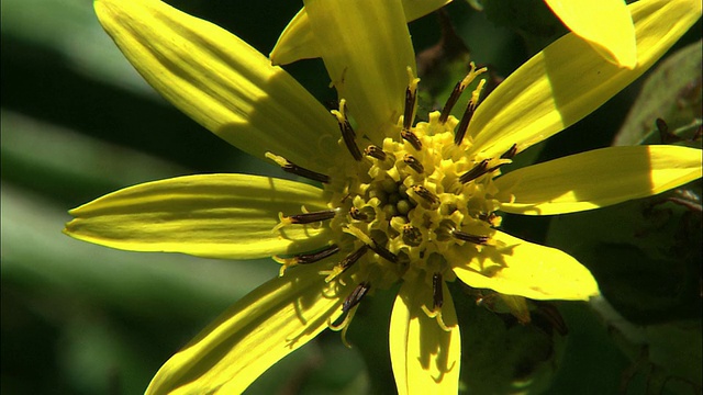 我在雷姆岛的Ligularia hodgsonii视频素材