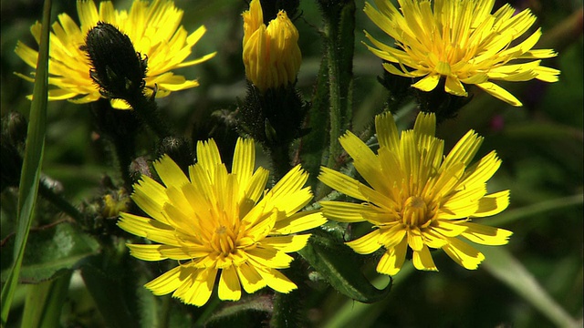 礼文岛的 Kanchikozorina (Picris hieracioides)视频素材