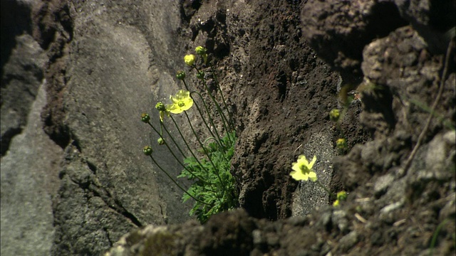 北海道的 Rishiri hinageshi (Papaver fauriei)视频素材