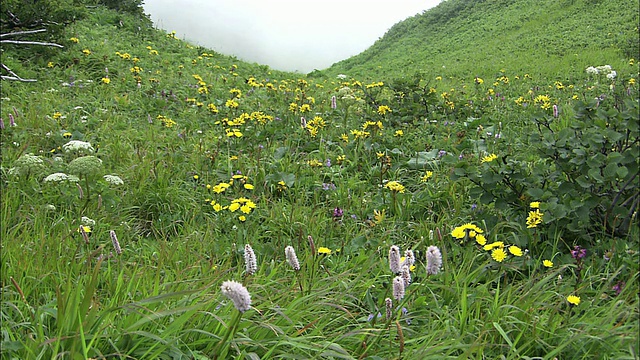 北海道理尻山上的花视频素材