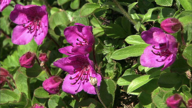 北海道理尻山的杜鹃花视频素材