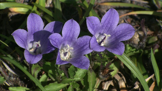 北海道理尻山风铃(花)视频素材