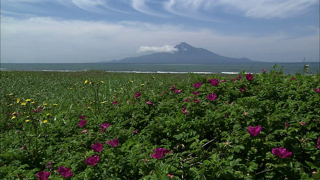 Sarobetsu海岸的蔷薇(Rosa Rugosa)视频素材