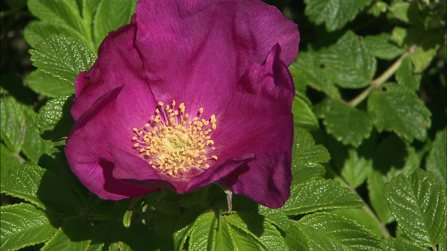 Sarobetsu海岸的蔷薇(Rosa Rugosa)视频素材