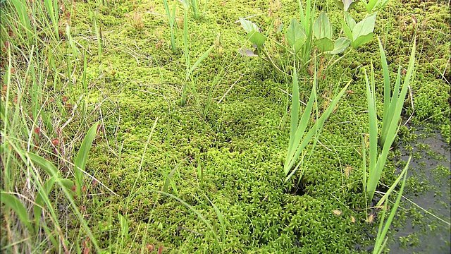 北海道佐别平原湿地的泥炭藓视频素材