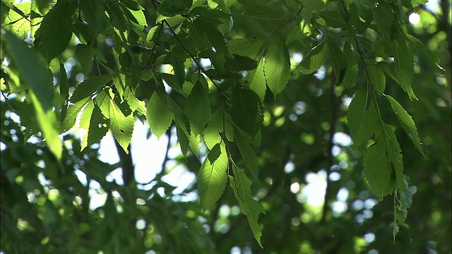 北海道佐别平原的春叶视频素材