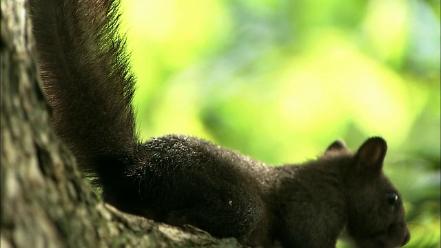 北海道佐别平原的北海道松鼠(Sciurus vulgaris orientis)视频素材