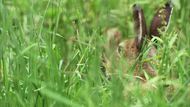 北海道佐别平原的山兔视频素材