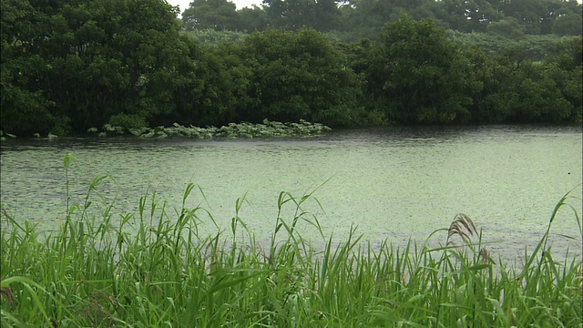 北海道佐罗别平原沼泽上的雨水视频素材