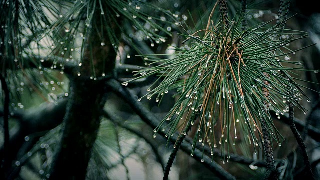 雨中的松树枝视频素材