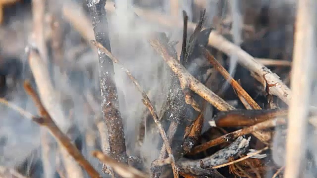 烟从干燥的树枝下冒出来视频素材