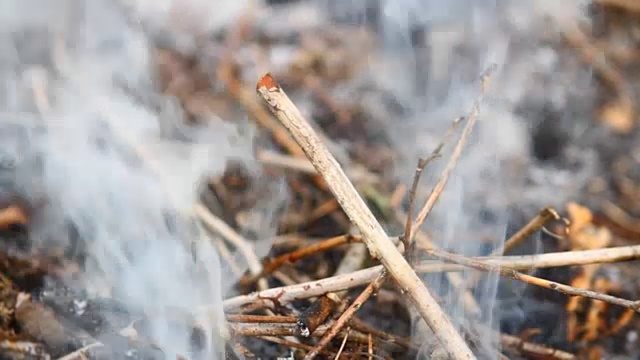 烟从干燥的树枝下冒出来视频素材