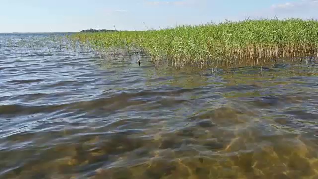 夏天多灯心草的湖。视频素材