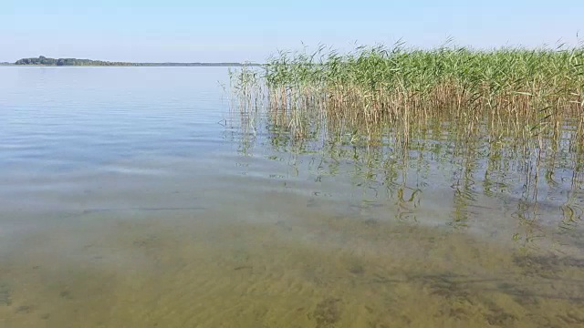 夏天多灯心草的湖。视频素材