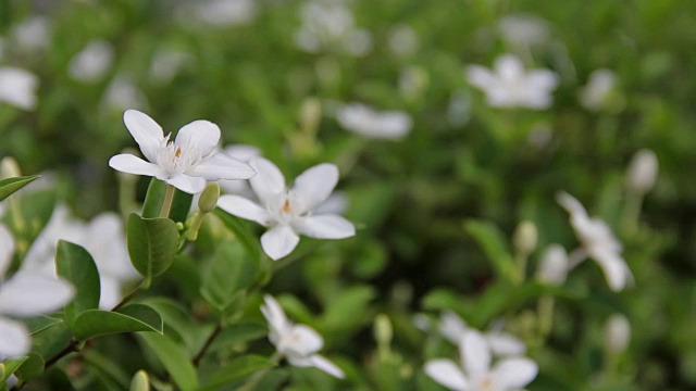 栀子是一种白色的花，在花园里很香。视频素材