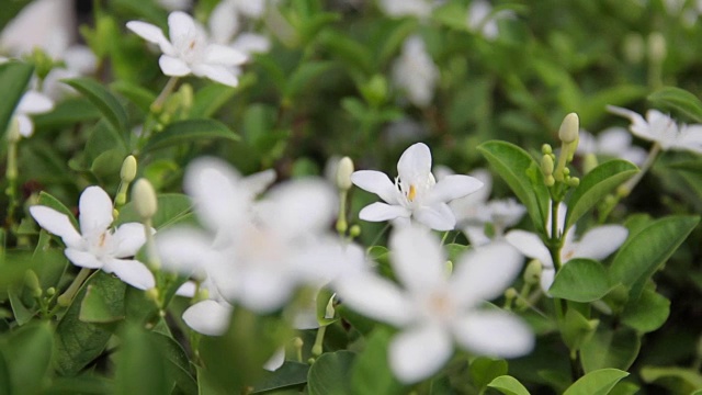 栀子是一种白色的花，在花园里很香。视频素材