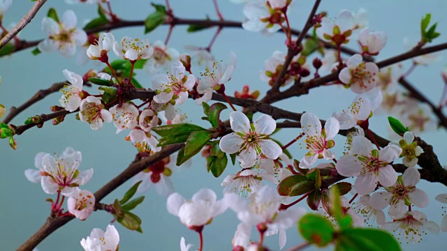 白色樱桃树花视频素材