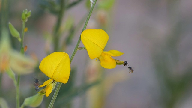 蜜蜂从桑麻花上采集花蜜视频素材