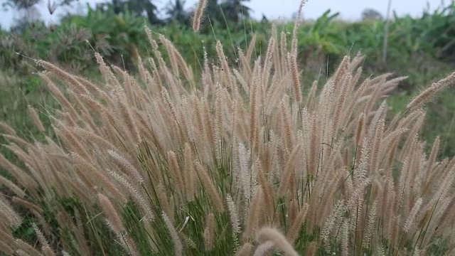 草的花吹视频素材