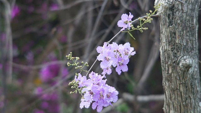 热带紫薇花随风摇曳视频素材