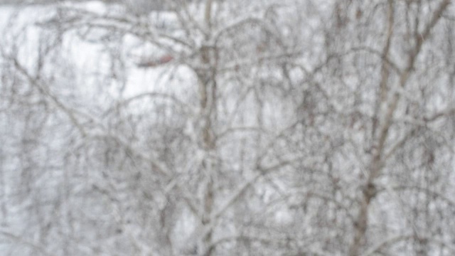 雪落在桦树背景与狗跑在背景视频素材