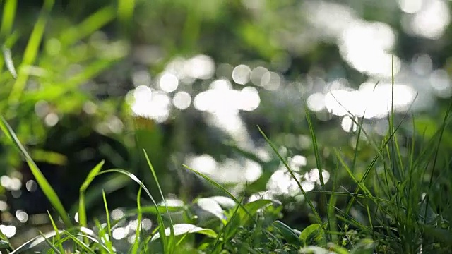 绿色草地上的河流视频素材