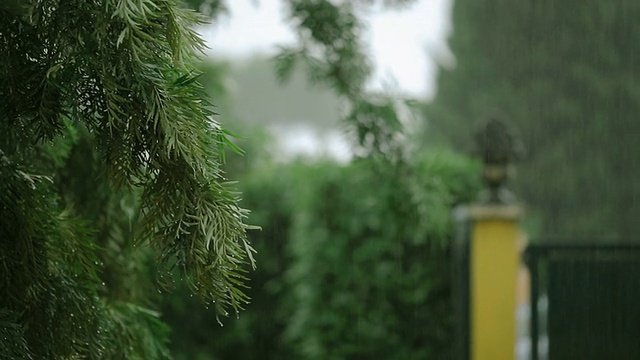 雨中的花园视频素材