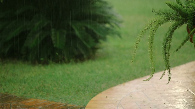 雨中的花园视频素材