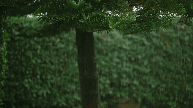 雨中的花园视频素材