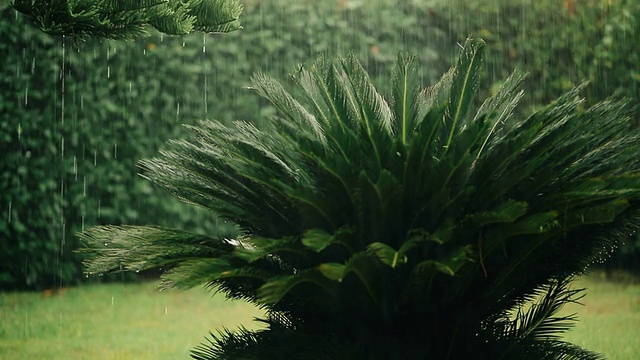 雨中的花园视频素材