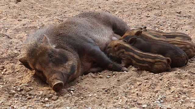 野猪宝宝和妈妈视频下载