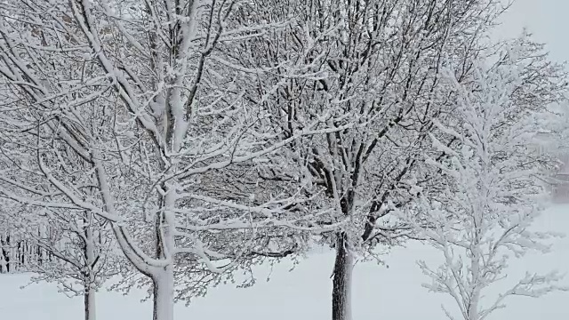 春天的暴风雪视频素材