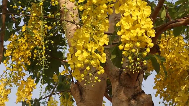 黄金淋浴的花视频素材