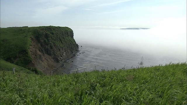 在俯瞰太平洋上的雾的山脊上，草在风中波浪。视频素材