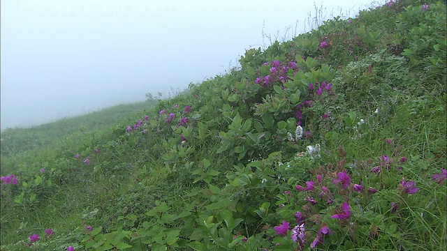 迷雾笼罩着生长在马曙湖外围的高山植物。视频素材