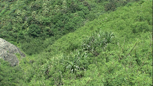 郁郁葱葱的绿色山脉横跨日本的Hahajima岛。视频素材