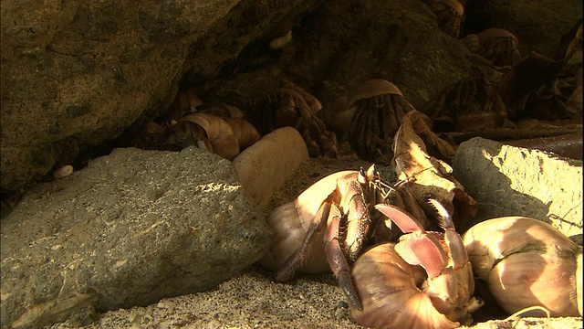 寄居蟹在日本秩一岛的岩石栖息地相互作用。视频素材