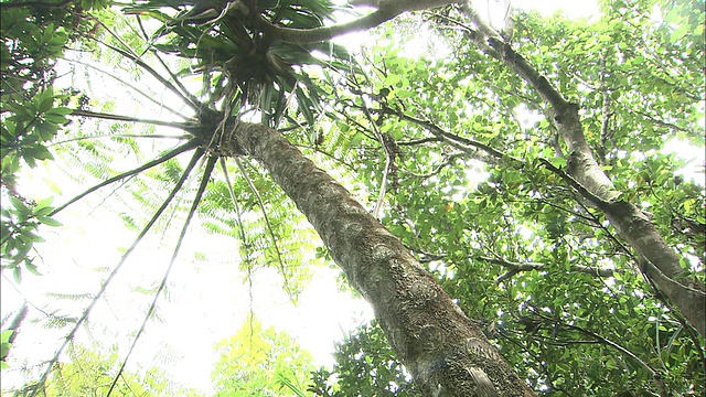 一棵Cyathea mertensiana树耸立在集集岛的森林地面上。视频素材