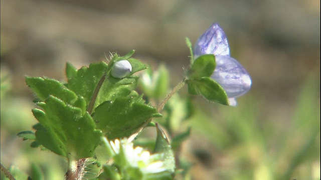 碧桃花在春风中摇曳。视频素材