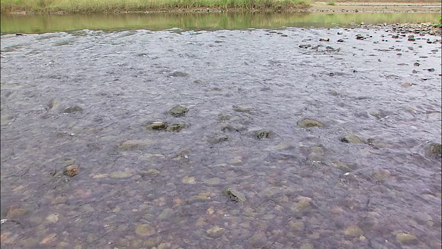 水在川内河在Amami大岛。视频素材